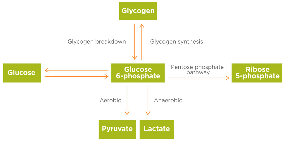 Glucose-metabolism-graph.jpg